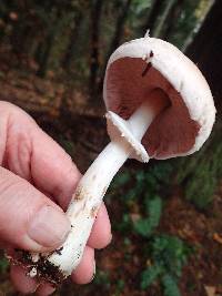 Agaricus hondensis image