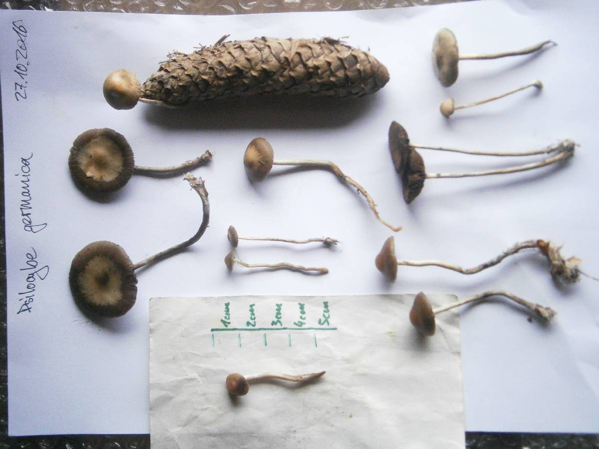 Psilocybe bohemica image