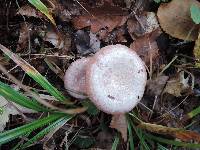 Lactarius subpurpureus image