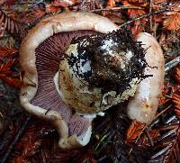 Cortinarius variicolor image