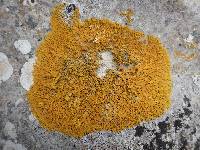 Xanthoria aureola image