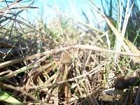 Psilocybe semilanceata image