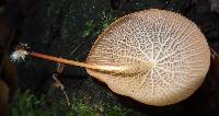 Marasmius cladophyllus image