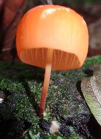 Marasmius cladophyllus image