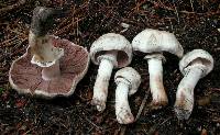 Agaricus californicus image