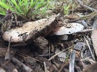 Agaricus californicus image