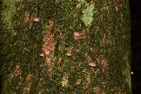 Mycena nebula image