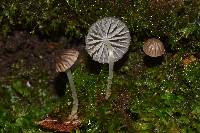 Mycena globulispora image