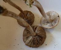 Inocybe curvipes image