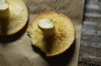 Lactarius imperceptus image