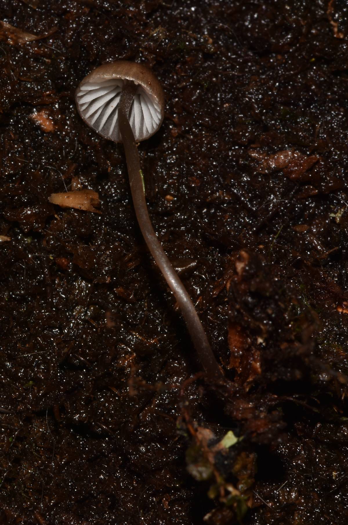Mycena nebula image