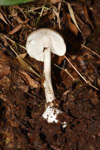 Amanita arocheae image