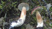 Boletus fibrillosus image