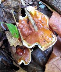 Ganoderma sessile image