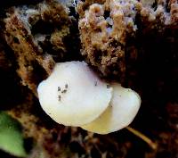 Crepidotus applanatus image