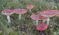 Amanita muscaria var. flavivolvata image