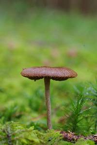 Psilocybe medullosa image