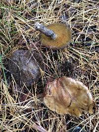 Suillus acidus image