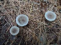 Ampulloclitocybe clavipes image