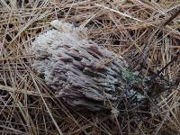 Ramaria stricta image