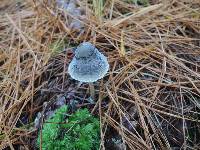 Mycena griseoviridis image