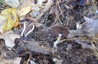 Psathyrella delineata image