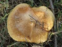 Paxillus involutus image