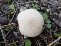 Lycoperdon pratense image