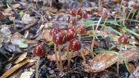 Psathyrella atrospora image