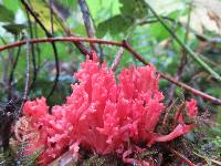 Ramaria araiospora image