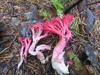 Ramaria araiospora image