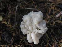 Helvella crispa image