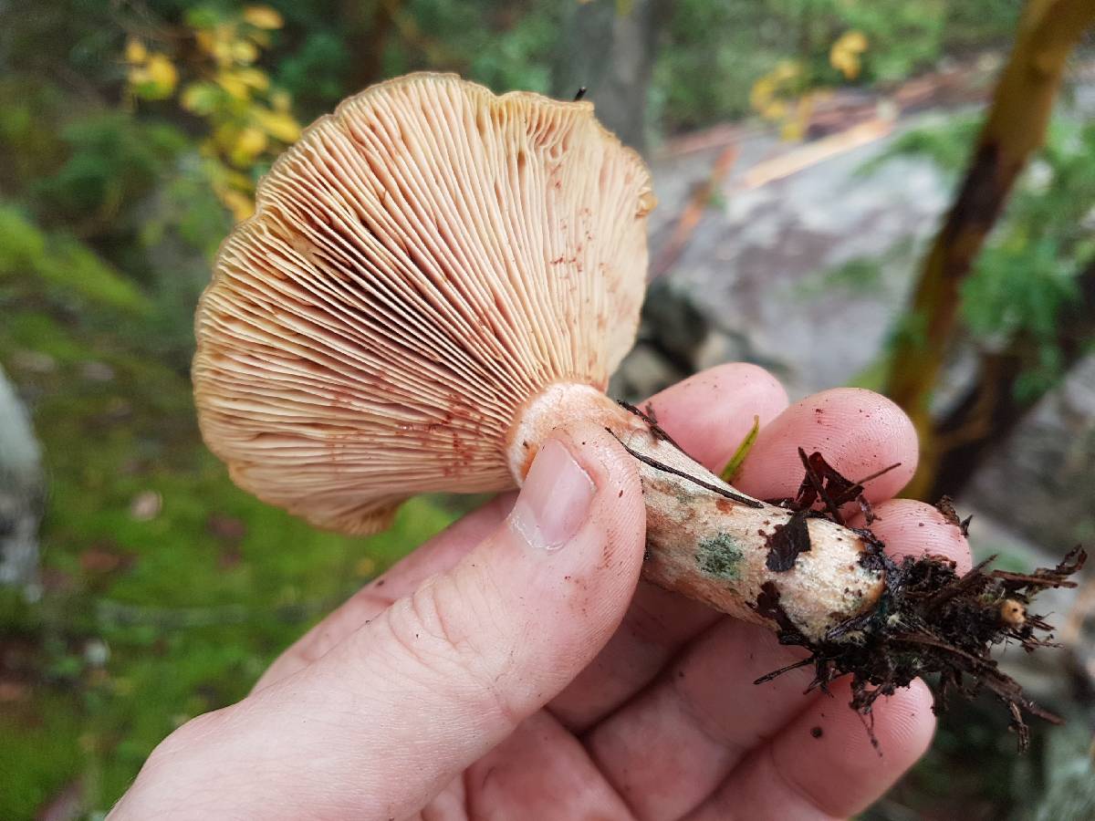 Lactarius rubescens image