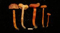 Hygrocybe miniata image