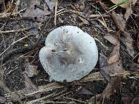 Tricholoma saponaceum image
