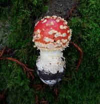 Amanita muscaria var. flavivolvata image