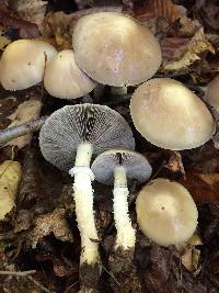 Stropharia hornemannii image