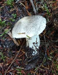 Tricholoma pardinum image