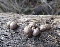 Lycogala epidendrum image