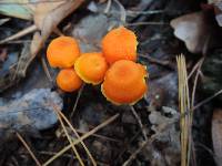 Hygrocybe miniata image