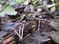 Psilocybe pelliculosa image