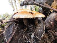 Hemipholiota populnea image