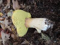 Boletus chippewaensis image