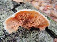 Merulius tremellosus image