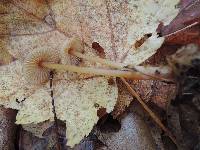 Mycena atkinsoniana image