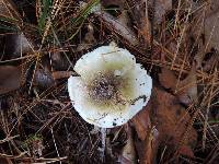 Tricholoma subsejunctum image