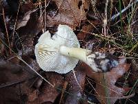 Tricholoma subsejunctum image