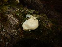 Reticularia lycoperdon image