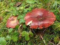 Russula bicolor image