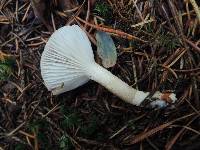 Hygrophorus pustulatus image